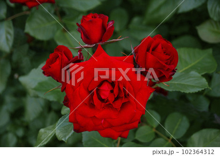 バラは深紅で人の心を惑わすように花開いて 102364312