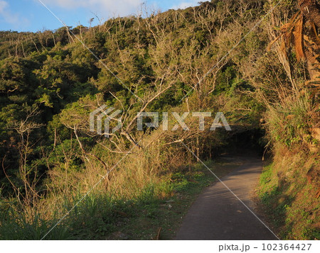 宮古崎への道・入口（鹿児島県・奄美市） 102364427