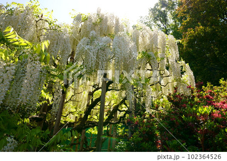 華麗な白色の藤花 華麗な白色の藤花 102364526