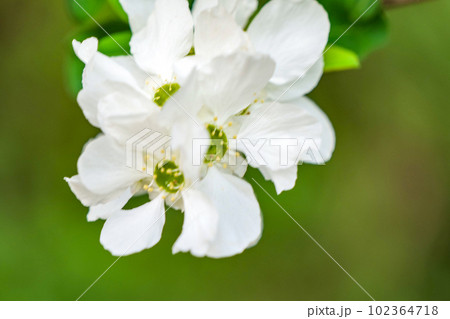 宮沢賢治が学んだ岩手農林高等学校現岩手大学農学部に咲くリュウキュウバイカウツギの美しい白い花 宮沢賢治が学んだ岩手農林高等学校現岩手大学農学部に咲くリュウキュウバイカウツギの美しい白い花 102364718