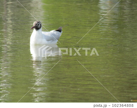 稲毛海浜公園の浜の池に来た冬の渡り鳥ユリカモメ 稲毛海浜公園の浜の池に来た冬の渡り鳥ユリカモメ 102364808