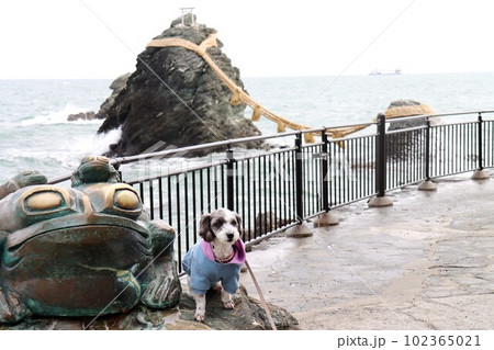 夫婦岩と愛犬 夫婦岩と愛犬 102365021