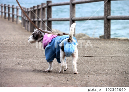 夫婦岩と愛犬 102365040
