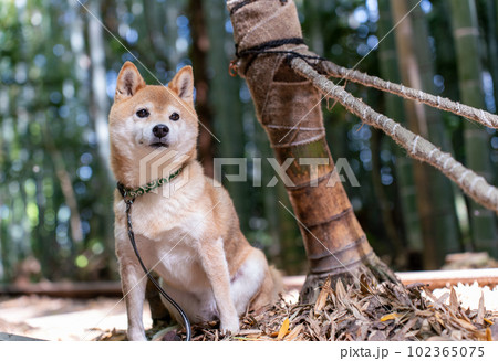 竹やぶで遊ぶ柴犬 筍と柴犬 かわいい柴犬 竹やぶで遊ぶ柴犬 筍と柴犬 かわいい柴犬 102365075