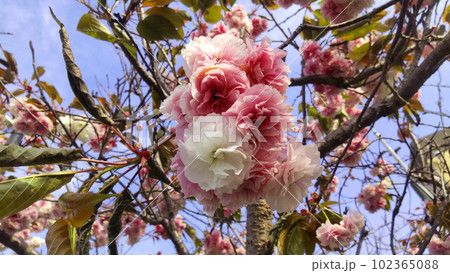 八重桜 八重桜 102365088