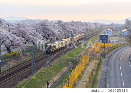 宮城_白石川堤一目千本桜の絶景 102365116