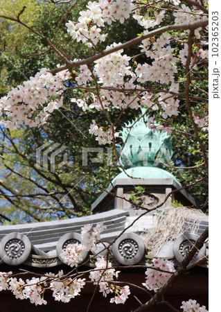 紀三井寺 紀三井寺 102365203
