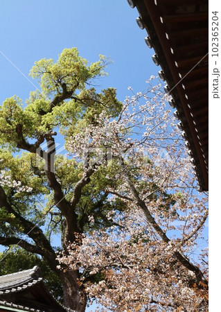紀三井寺 紀三井寺 102365204