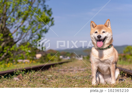 青空背景に柴犬　廃線に座る柴犬 102365210