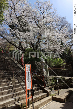 紀三井寺 102365247