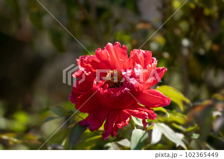 満開の牡丹の花と降り注ぐ五月の陽光 満開の牡丹の花と降り注ぐ五月の陽光 102365449