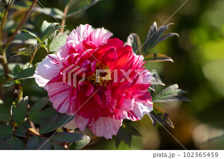 満開の牡丹の花と降り注ぐ五月の陽光 満開の牡丹の花と降り注ぐ五月の陽光 102365459
