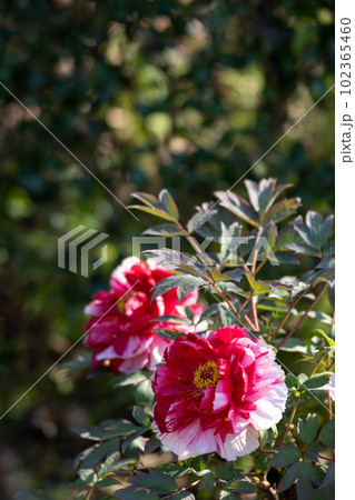 満開の牡丹の花と降り注ぐ五月の陽光 満開の牡丹の花と降り注ぐ五月の陽光 102365460