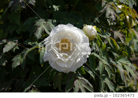満開の牡丹の花と降り注ぐ五月の陽光 102365473
