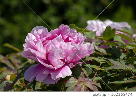 満開の牡丹の花と降り注ぐ五月の陽光 102365474