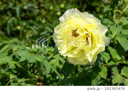 満開の牡丹の花と降り注ぐ五月の陽光 102365476