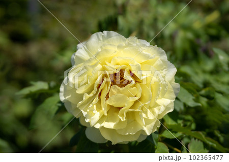 満開の牡丹の花と降り注ぐ五月の陽光 102365477