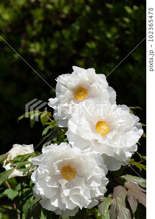 満開の牡丹の花と降り注ぐ五月の陽光 102365478