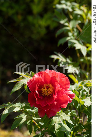 満開の牡丹の花と降り注ぐ五月の陽光 満開の牡丹の花と降り注ぐ五月の陽光 102365483