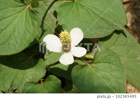 sh-flavored bloom of lizard's tail 102365495