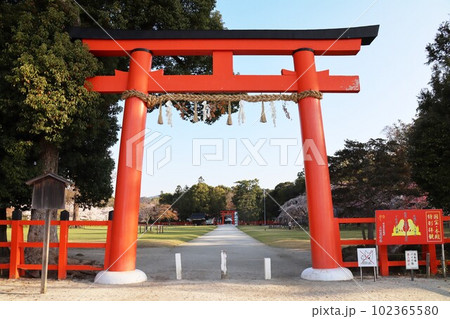 上賀茂神社の桜 102365580
