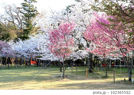 上賀茂神社の桜 102365582