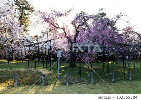 上賀茂神社の桜 102365584