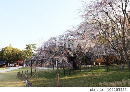 上賀茂神社の桜 102365585
