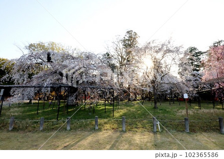 上賀茂神社の桜 102365586