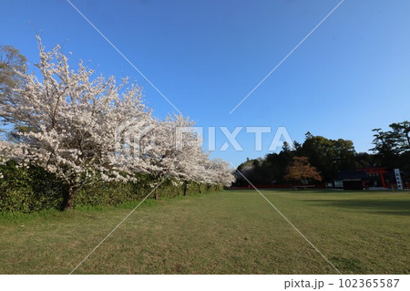 上賀茂神社の桜 102365587