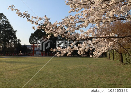 上賀茂神社の桜 102365588
