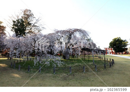 上賀茂神社の桜 102365599