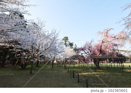 上賀茂神社の桜 102365601