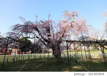 上賀茂神社の桜 上賀茂神社の桜 102365604