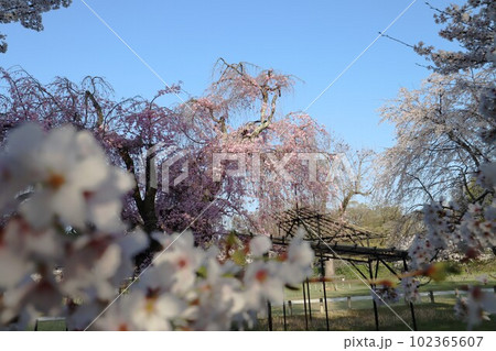 上賀茂神社の桜 102365607