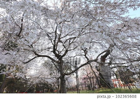 上賀茂神社の桜 102365608