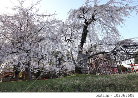 上賀茂神社の桜 102365609