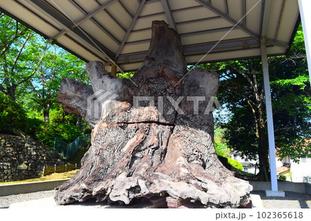 【国指定特別史跡】岩橋千塚古墳群 102365618