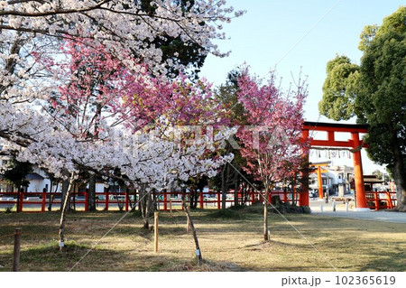 上賀茂神社の桜 上賀茂神社の桜 102365619