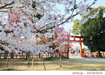 上賀茂神社の桜の写真素材 [102365620] - PIXTA