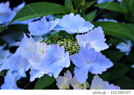 紫陽花 102366107