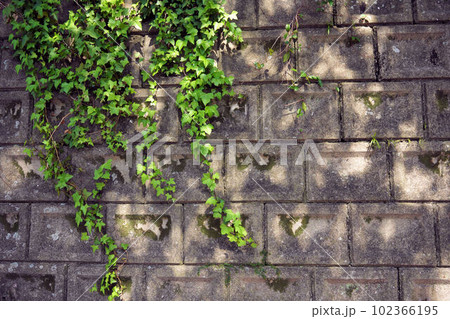 擁壁に這う緑のツタ 102366195