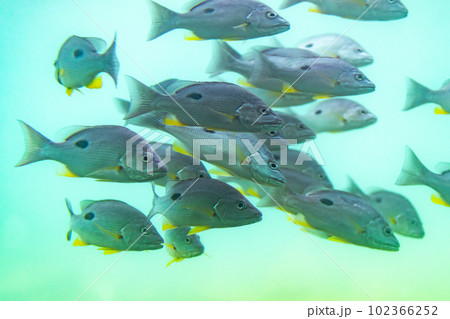 魚群 102366252