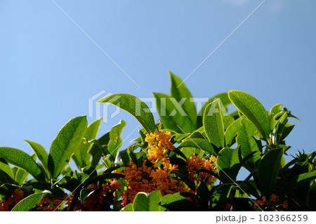 キンモクセイと青空　【相模原市津久井　10月】 102366259