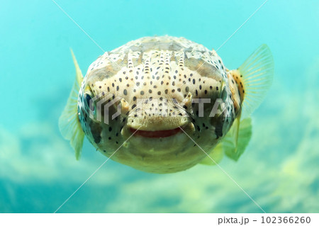 正面を向いているハリセンボン 102366260