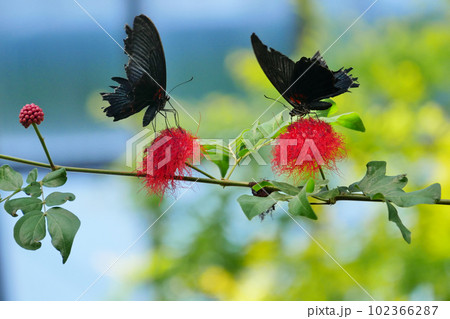 黒と赤の瞬間 102366287