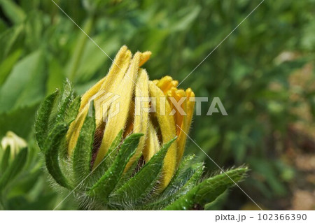 Rudbeckia just starting to bloom 102366390