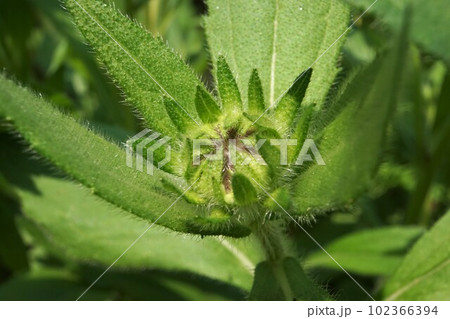 Rudbeckia just starting to bloom 102366394