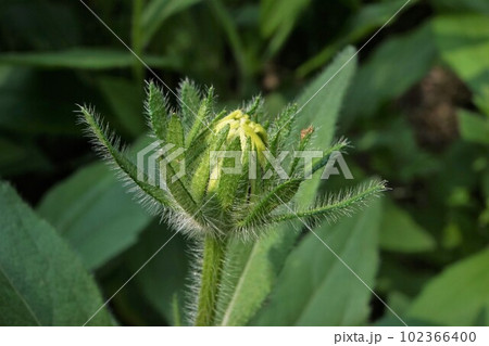Rudbeckia just starting to bloom Rudbeckia just starting to bloom 102366400