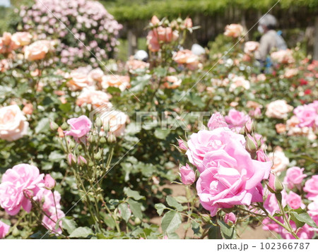 バラ園（春）神代植物公園 102366787